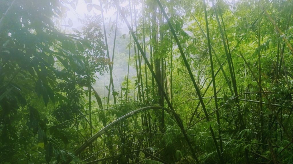 2 jours de trek dans la jungle&nbsp;cambodgienne